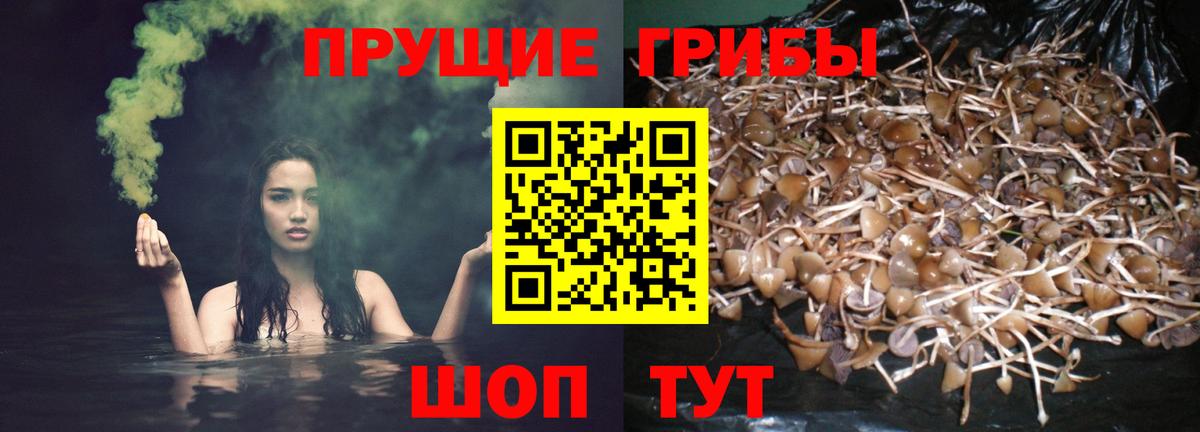 Егорьевск  Псилоцибиновые грибы Psilocybe  Вход с VPN 